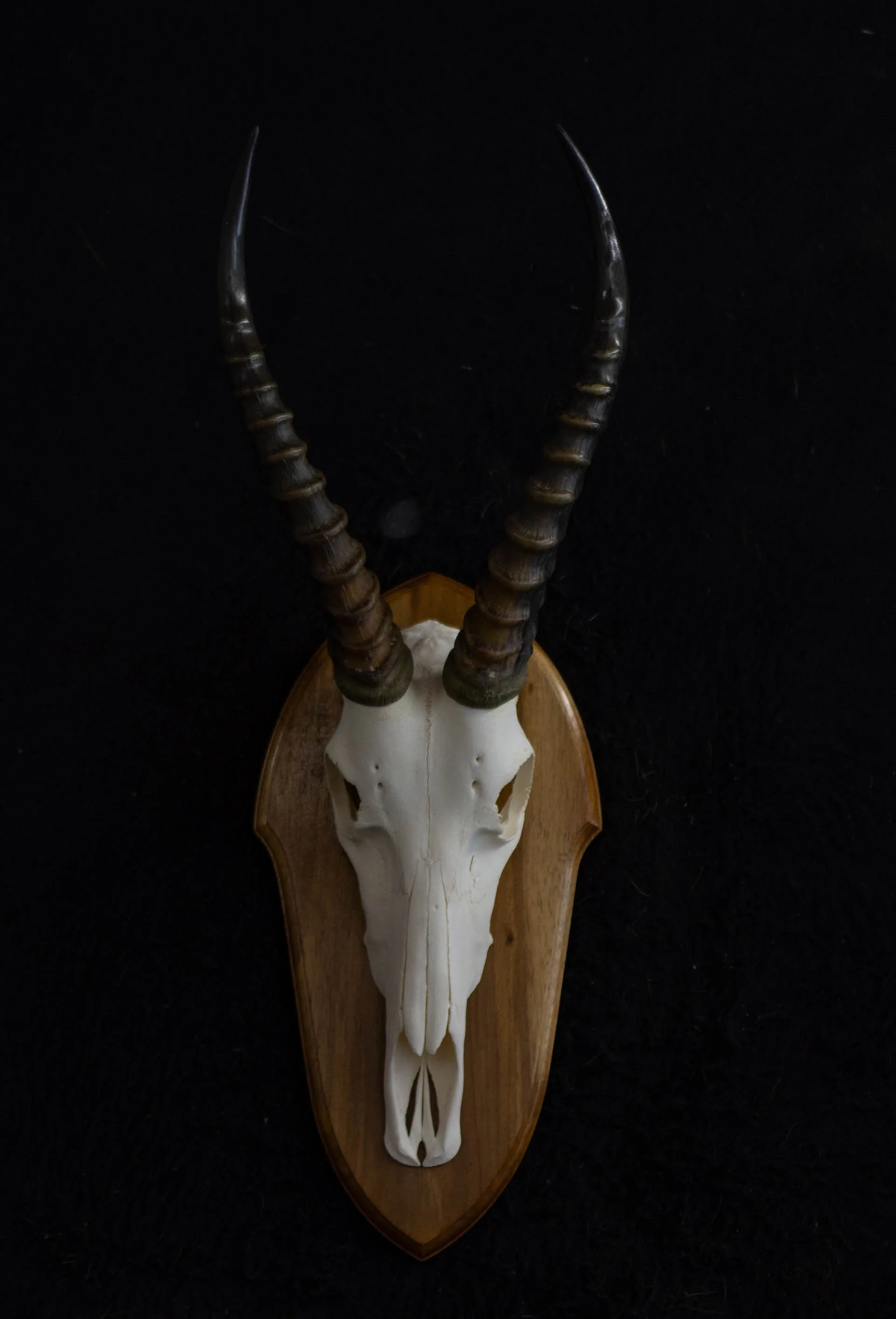 Blesbok Skull Kiaat Skull Mount — Highveld Taxidermists
